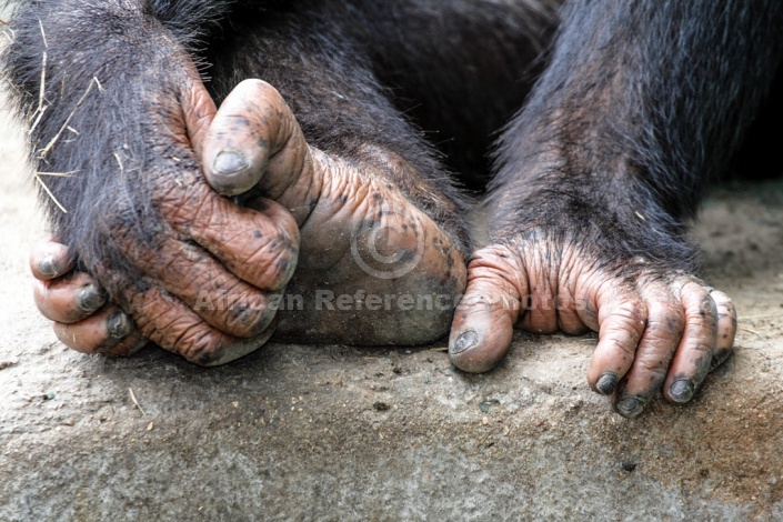 Chimpanzee Hands and Foot