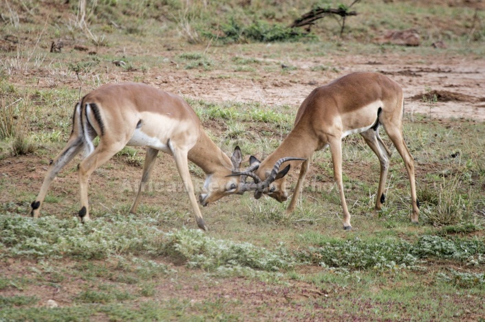 Impala Males Locking Horns