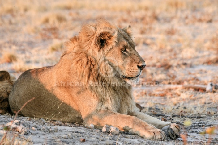 Male Lion Front Legs Outsretched