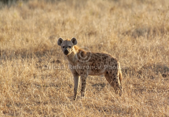 Spotted Hyena