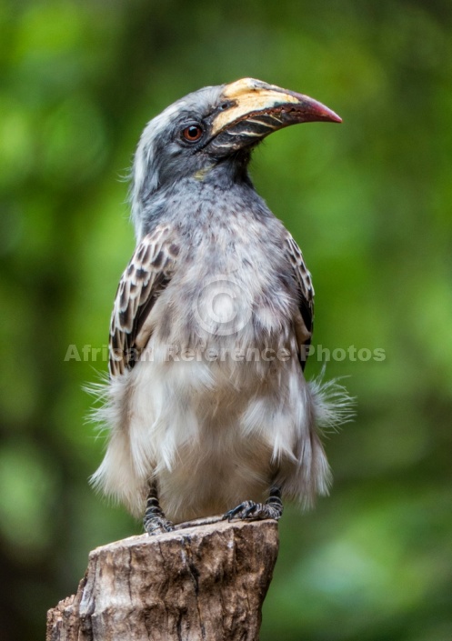 African Grey Hornbill, Side-on View