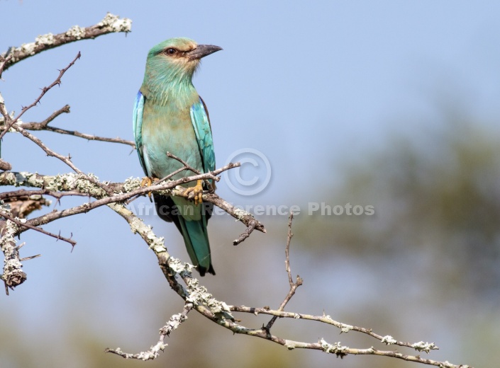 European Roller