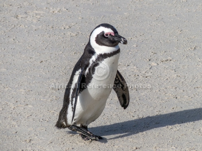 African Penguin