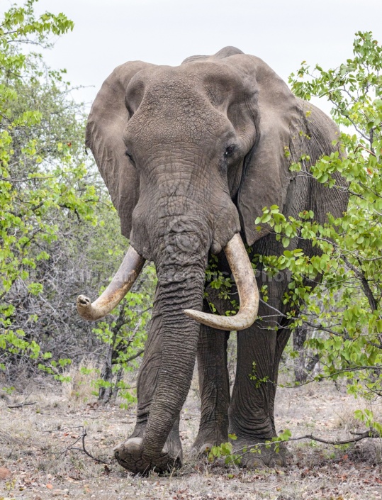 Bull Elephant with Big Tusks