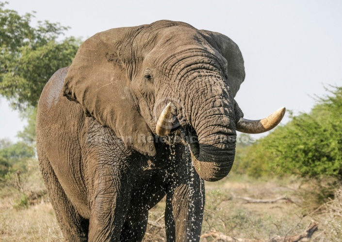 African Elephant Using Trunk to Drink