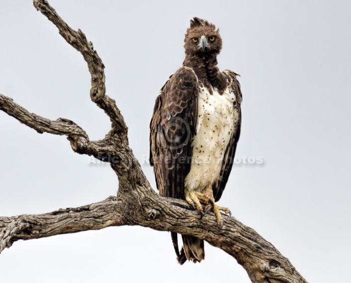 Martial Eagle