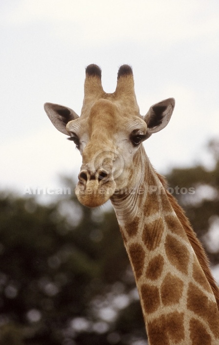 Giraffe