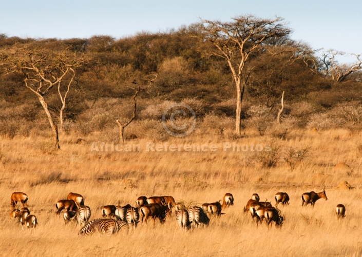 Acacia Trees with Wildlife in Foreground