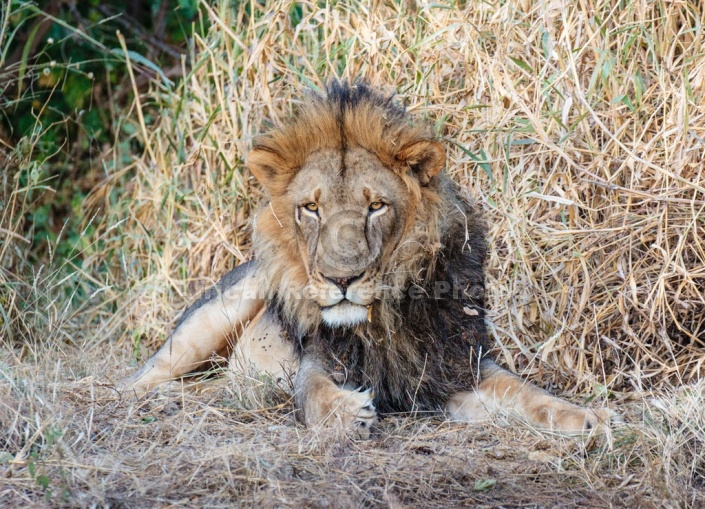 Big Male Lion in Winter Vegetation