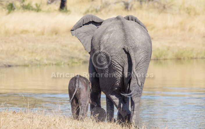 Elephant Mom and Baby