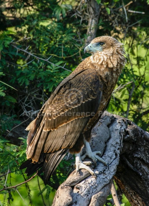 Juvenile Bateleur Eagle