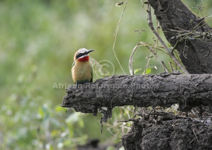 White-fronted bee-eater