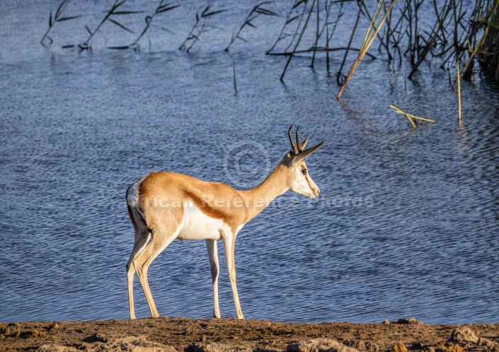 Springbok Standing Next to Waterhole