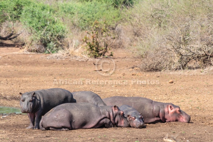 Hippos resting near water's edge