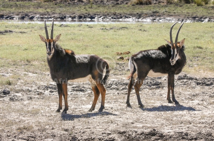 Sable Antelope