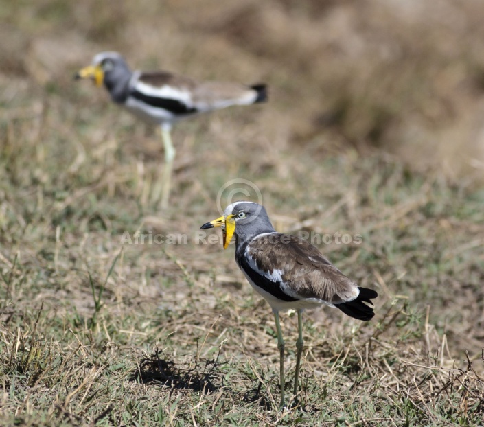 White-crowned Lapwing