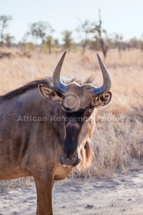 Blue Wildebeest, Head and Neck