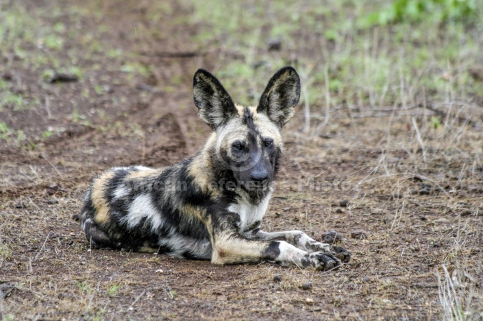 Wild Dog Lying Down