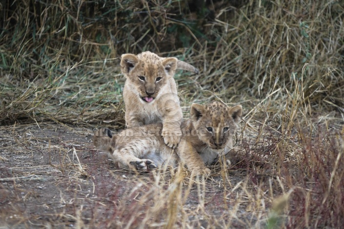 Lion Cub