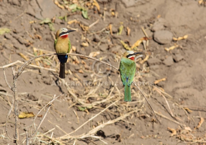 White-fronted Bee-eater