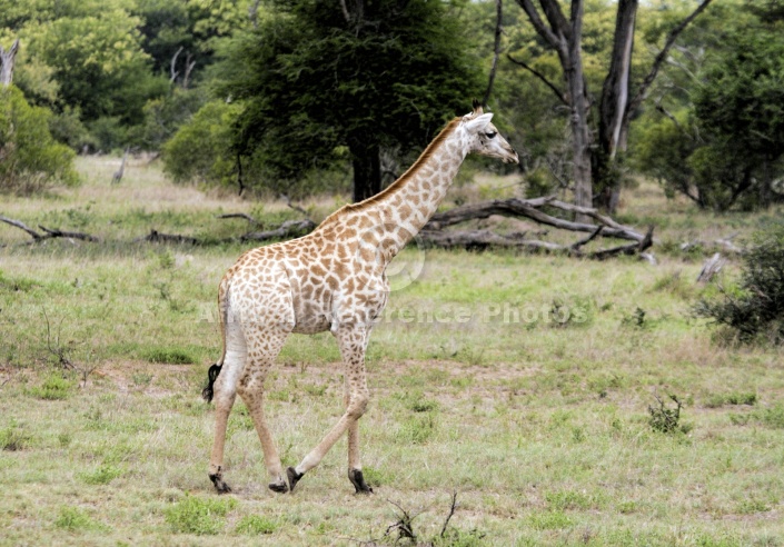 Giraffe Youngster Walking