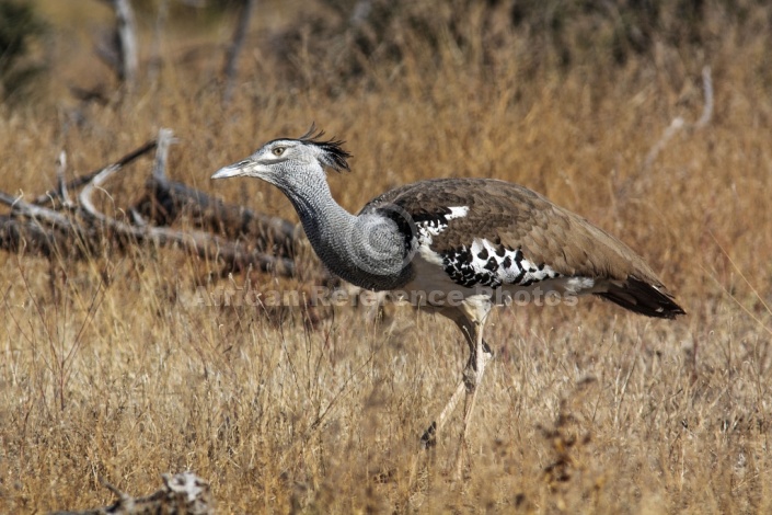 Kori Bustard