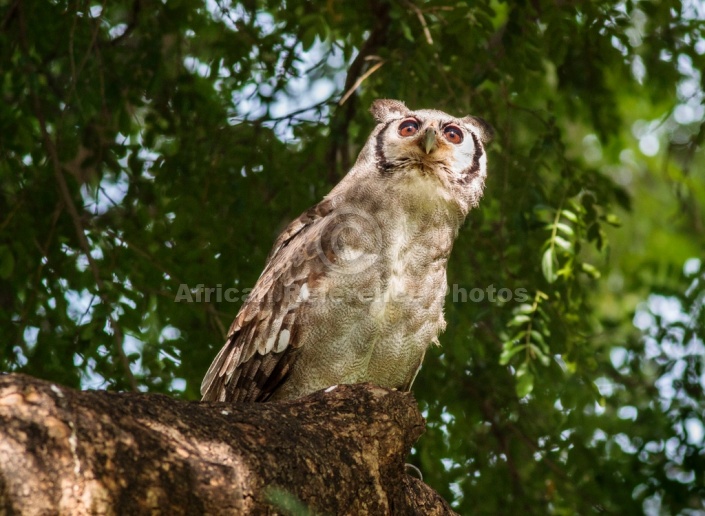 Verreaux's Eagle-Owl Looking Up
