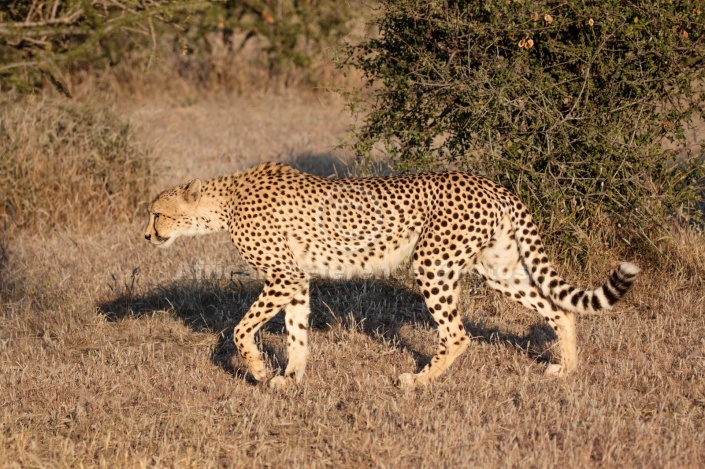 Cheetah Female Walking, Side View