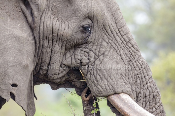 Elephant Feeding, Close-up