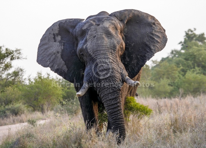 Bull Elephant with Head Cocked