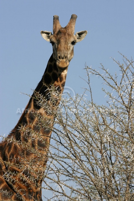 Giraffe