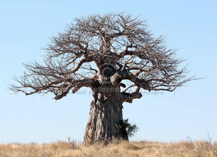 Baobab Tree Against Blue Sky