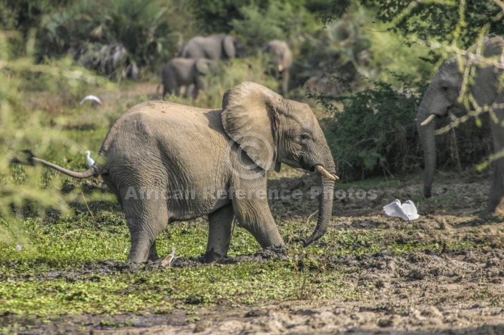 Elephant in Muddy Patch