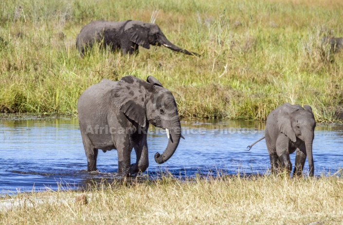 Elephants in River Channel
