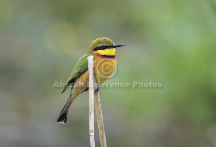 Little Bee-Eater