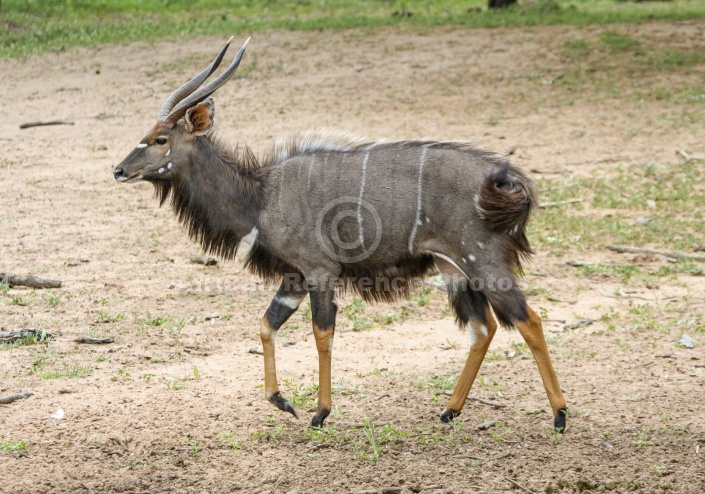 Nyala Male Walking