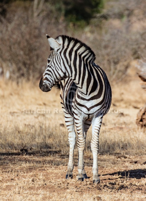 Zebra Standing Looking over Shoulder