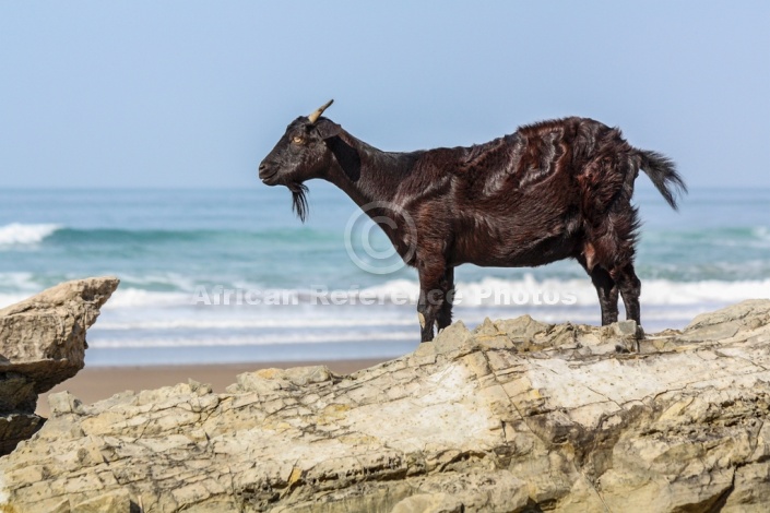 Goat on Rocks with Sea in Background