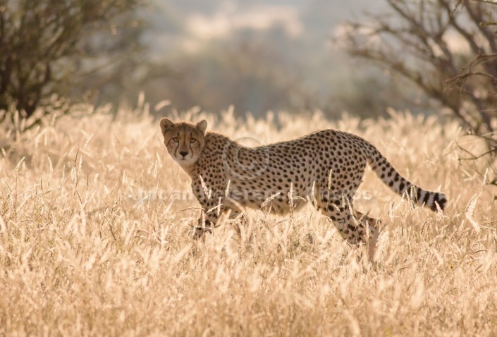 Cheetah in Backlighting