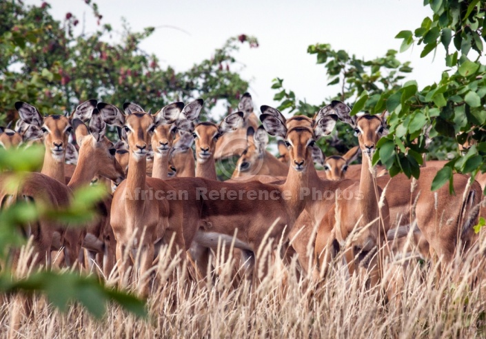 Impala