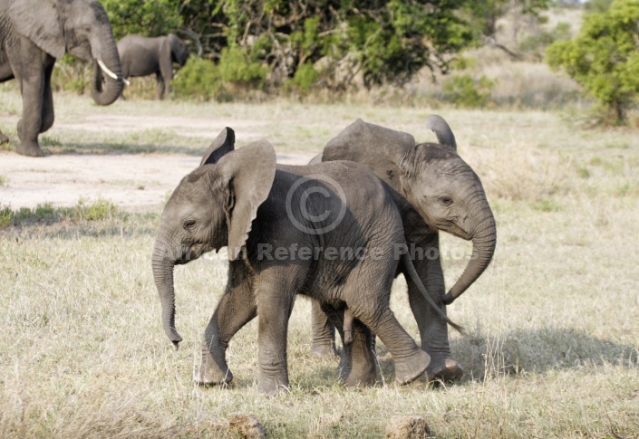 Elephant Youngsters at Play