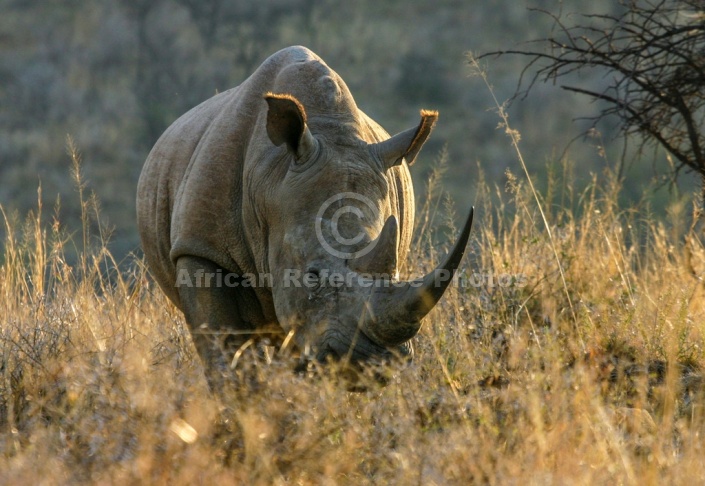 White Rhino, Three-quarter View