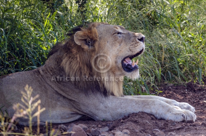 Lion Male Lying, Side-on