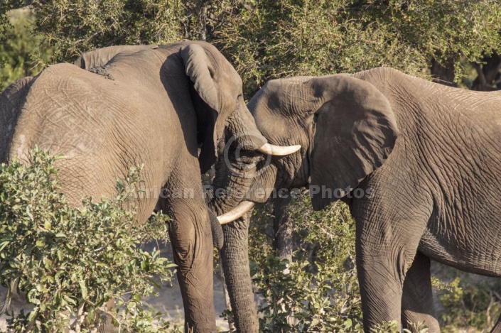 Elephants clashing trunks
