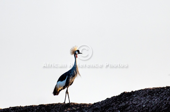 Grey Crowned Crane