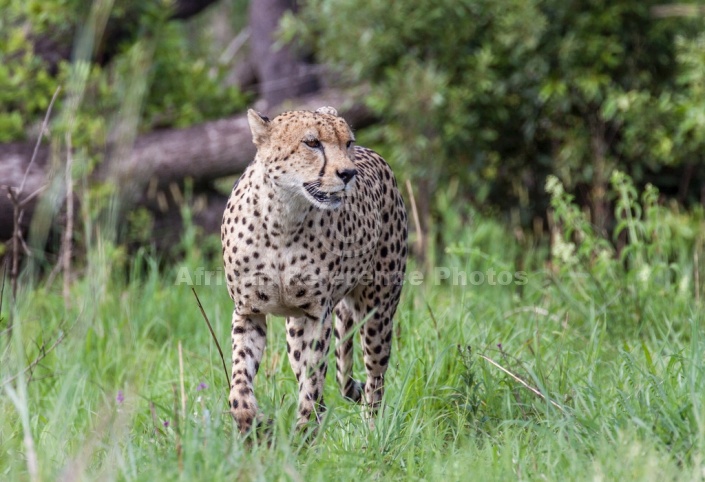 Male Cheetah in Summer Vegetation