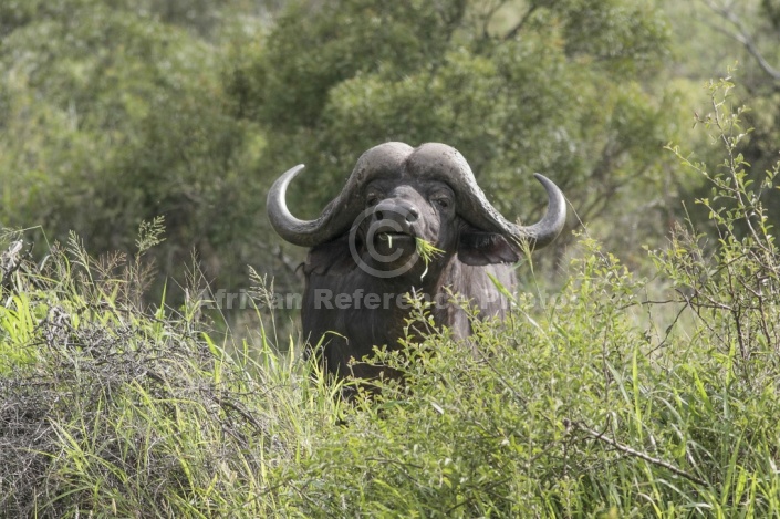 African Buffalo