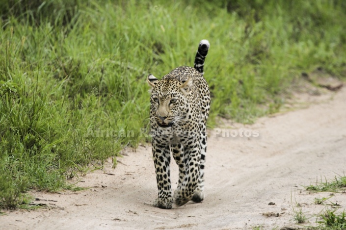 Leopard Walking along Path