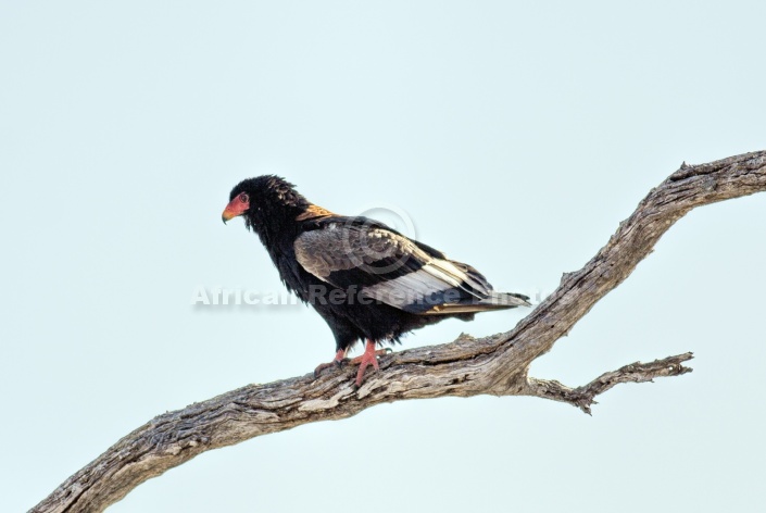 Bateleur Eagle