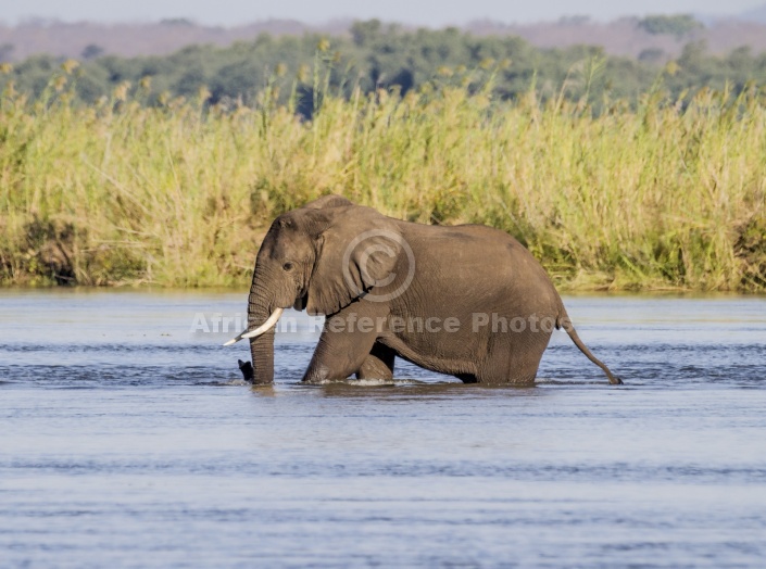Elephant Waist-deep in River